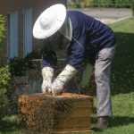 Что необходимо проверить во время мониторинга пчел