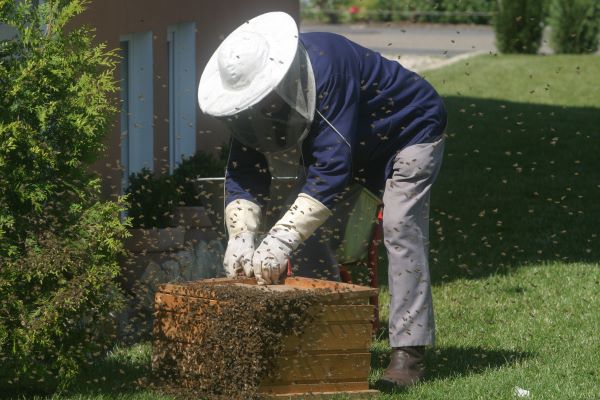 Что необходимо проверить во время мониторинга пчел